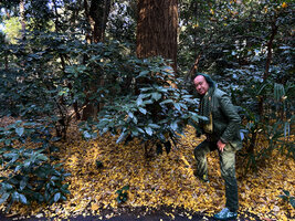 Patrick Blanc and deeply dentate Aucuba japonica in forest understory, Yoyogi Koen, Tokyo, Dec. 2024