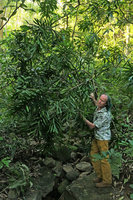 Patrick Blanc and Dracaena mannii, Mt Mulanje, Malawi, Aug. 2017