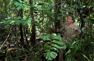 Patrick Blanc and Drymophloeus oliviformis, Manusela NP, Seram, Moluccas, April 2024