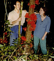 Patrick Blanc and Elinor with a fruiting Maesobotrya, Makokou, Gabon, Dec. 1983