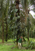 Patrick Blanc and Epipremnum giganteum in oil palm plantation, Negeri Sembilan, Malaysia, Dec. 2016
