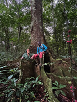 Patrick Blanc and Eric Ngansop among tree buttresses, in the habitat of Cercestis blancii, Ebodje, Campo, Cameroon, Sept. 2023