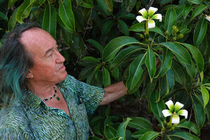 Patrick Blanc and Fagraea auriculata, Sukau, Kinabatangan, sabah, Borneo, July 2022 