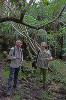 Patrick Blanc and Frantz Limier looking at the epiphytic Huperzia ophioglossoides, Belouve, La Reunion, Oct. 2015