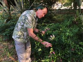 Patrick Blanc and Gloriosa superba in the Botanical Garden, Dar Es Salaam, Tanzania, Jan. 2021