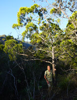 Patrick Blanc and Gymnostoma chamaecyparis, Koné, New Caledonia, Aug. 2023