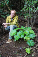 Patrick Blanc and Hillebrandia sandwicensis, Kauai, Hawaii, Dec. 2007