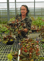Patrick Blanc and his Begonia blancii, Cecilia Koo Botanic Conservation Center, Taiwan, Oct. 2015