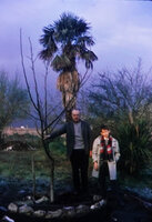 Patrick Blanc and his father among Trachycarpus and Yucca in the family garden, Albefeuille Lagarde, France, April 1967