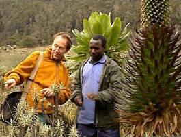 Patrick Blanc and his guide among the flowering giant Lobelia bequaertii, Helichrysum stuhlmannii and a young Dendrosenecio adnivalis, Rwenzori Mt at 3500 m asl, Uganda, Feb. 1996