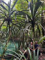 Patrick Blanc and his guide Putra at the base of two adult monocaulous individuals of Pandanus balenii, Kali Biru, Warsambin, Waigeo, Raja Ampat, Southwest Papua, May 2025