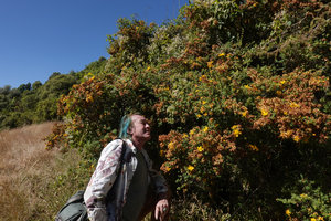 Patrick Blanc and Hypericum revolutum, Simien NP, Ethiopia, Jan. 2019