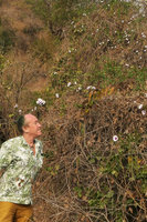Patrick Blanc and Ipomoea shirambensis, flowering while leafless during the dry season, Monkey Bay, Malawi, Aug. 2017