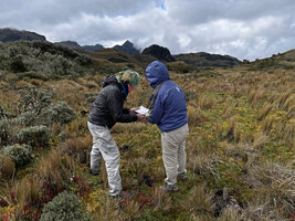 Patrick Blanc and Isabel, identifying plants in the Paramo de Papallacta at 4000 m asl, Ecuador, Aug. 2021