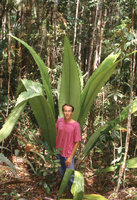 Patrick Blanc and Johannesteijsmannia altifrons, Bako NP, Sarawak, Borneo, Aug. 1984