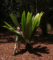 Patrick Blanc and Johannesteijsmannia lanceolata planted at Bukit Panchor, Penang, Malaysia, Feb. 2019
