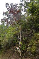 Patrick Blanc and Kermadecia sinuata, exhibiting a strong heterophylly between the  juvenile pinnate green leaves of the offshoot and the adult entire brown leaves of the branches, Massif Aoupinié, New Caledonia, Aug. 2023