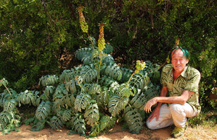 Patrick Blanc and Melianthus major with maturing infructescences, Cederberg, South Africa, Sept. 2010