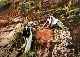 Patrick Blanc and Nelson Rabenandrianina in the highly disturbed slopy Ravenala grandis habitat, Beforona, Madagascar, June 1998, photo Pascal Heni