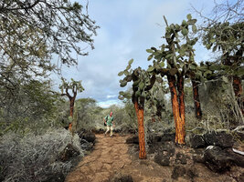Patrick Blanc and old Opuntia galapageia var. gigantea, Las Grietas, Santa Cruz, Galapagos, Aug. 2021