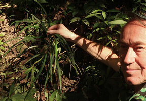 Patrick Blanc and Ophopogon caulescens, Gunung Merapi NP, Java, May 2018