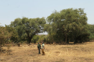 Patrick Blanc and our lady guide walking in front of old Faidherbia albida,  Nsumbu NP, Tanganyika lake, Zambia, Sept. 2017