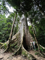 Patrick Blanc and Pascal Héni among the buttresses of a tall emergent Koompassia excelsa, Taman Negara, Malaysia, Sept. 2025