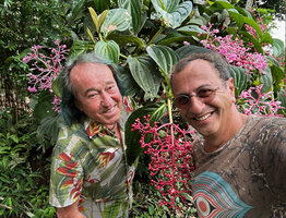 Patrick Blanc and Pascal Héni among the huge inflorescences of Medinilla teysmannii, Apolog, Negros, Philippines, Jan. 2025