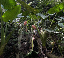 Patrick Blanc and Pascal Heni among the huge leaves of Alocasia sarawakensis, Danum Valley, Sabah, Borneo, July 2022