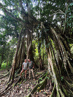 Patrick Blanc and Pascal Héni among the pillar roots of a banyan Ficus along a river, Waigeo, Raja Ampat, Papua, May 2025