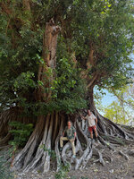 Patrick Blanc and Pascal Héni among the roots of Ficus cf. microcarpa covering a karst boulder, Parlamento, Lautem, Timor-Leste, Aug. 2026