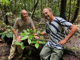 Patrick Blanc and Pascal Héni around Begonia sp. sect. Petermannia on a mossy dead log in freshwater swamp forest, Malagufuk, Sorong, West Papua, May 2025