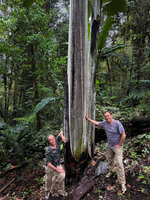Patrick Blanc and Pascal Héni around the base of Musa ingens, the tallest banana of the world, Kwau, 1600 m asl, Arfak Mts, West Papua, May 2025