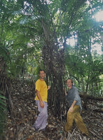 Patrick Blanc and Pascal Heni holding the stilt roots of the Palm Eugeissona minor, Lambir Hills NP, Sarawak, Borneo, July 2005