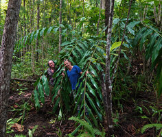 Patrick Blanc and Pascal Heni in a clump of Etlingera alba, Danau Wai Ela, Lima, Ambon, Moluccas, April 2024