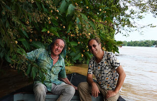 Patrick Blanc and Pascal Heni in front of a flowering Neolamarckia (syn. Anthocephalus) cadamba on the Kinabatangan river, Sabah, Borneo, July 2022