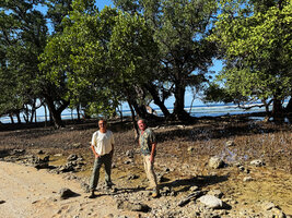 Patrick Blanc and Pascal Héni in mangrove of old Sonneratia alba, Timor-Leste, Aug. 2026