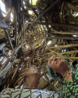 Patrick Blanc and Pascal Heni inside the cathedral root system of the strangling Ficus altissima, Tangkoko NP, Sulawesi, April 2024