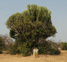Patrick Blanc and Pascal Heni under an old Euphorbia ingens,  Nsumbu NP, Tanganyika lake, Zambia, Sept. 2017