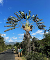 Patrick Blanc and Pascal Héni under the lordly Ravenala grandis, Beforona, Madagascar, Aug. 2024