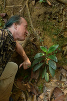 Patrick Blanc and Pentaphragma ellipticum growing on a vertical earth bank, Bukit Timah NR, Singapore, Aug. 2016