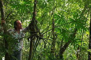 Patrick Blanc and Philodendron radiatum, Las Guacamayas, Peten, Guatemala, Jan. 2020