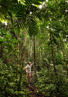 Patrick Blanc and Physokentia dennisii with prominent stilt roots, Tenaru Falls, Guadalcanal, Solomon Islands, Sept. 2019