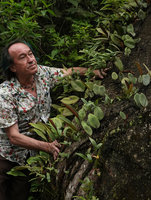Patrick Blanc and Pyrrosia sphaerotricha covering a rock, Wara Barat, Palopo, South Sulawesi, June 2019