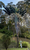 Patrick Blanc and Ravenala blancii as a forest survivor in the Vakona Forest Lodge park, Andasibe, Madagascar, Aug. 2024