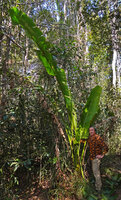 Patrick Blanc and Ravenala blancii, a short petiole is initiated once the parabolic narrow leaf blades are 3 to 4 m long, Anamalazaotra NP, Andasibe, Madagascar, Aug. 2024