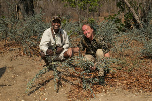 Patrick Blanc and Samuel Chihana among the refringent glaucous leaves of Maerua edulis, Liwonde NP, Malawi, Aug. 2017