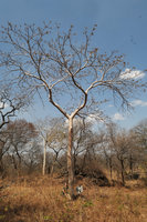 Patrick Blanc and Samuel Chihana around Sterculia quinqueloba, Liwonde NP, Malawi, Aug. 2017