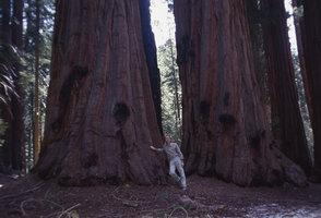 Patrick Blanc and Sequoiadendron giganteum, California, April 2005