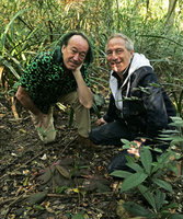 Patrick Blanc and Stephane Marie above the dark brown leaves with pink hairs of Ardisia primulifolia appresed to the forest soil, The Peak, Hong Kong, Dec.2017